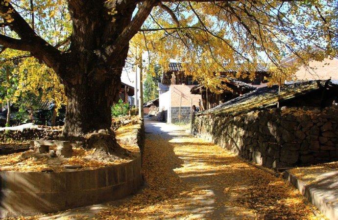 云南保山市腾冲县固东镇银杏村：武侠,影视