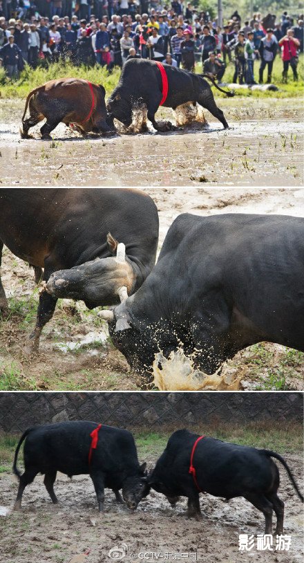 走遍中国 金华斗牛斗千年 一方水土一方人第5集,影视