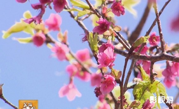 美丽中国乡村行 樱花浪漫西和村 广州从化西和村,影视