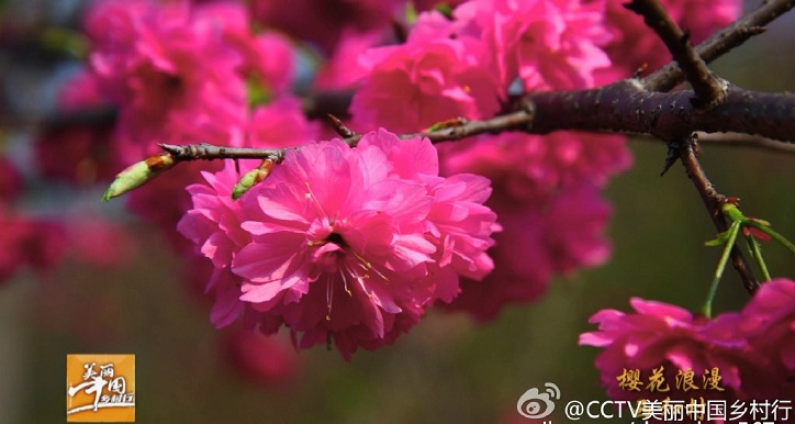 美丽中国乡村行 樱花浪漫西和村 广州从化西和村,影视