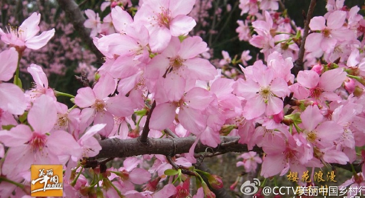 美丽中国乡村行 樱花浪漫西和村 广州从化西和村,影视