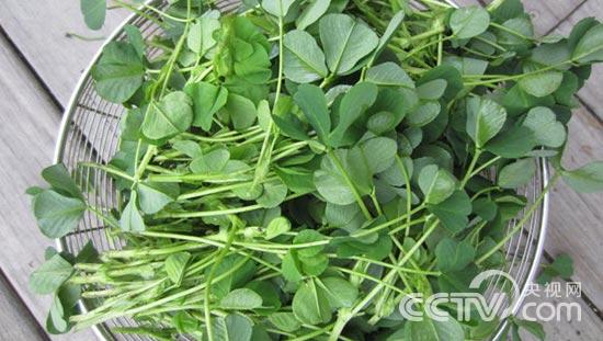 走遍中国秧草非凡救命草20150424期镇江扬中岛,影视