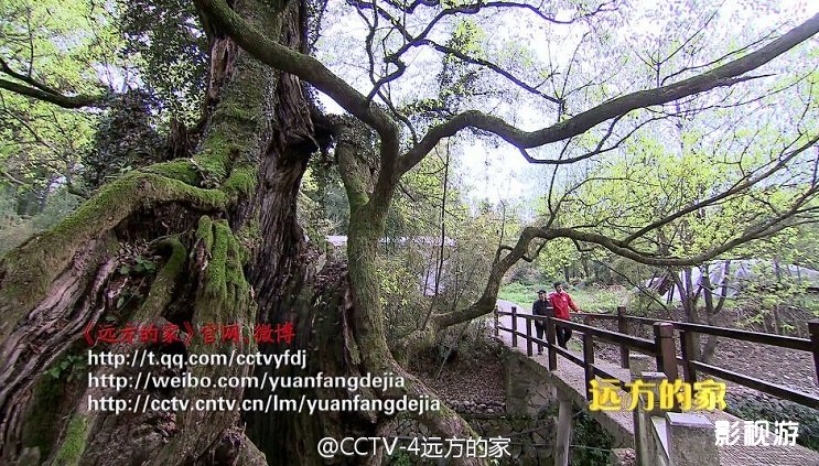 江河万里行第258集远方的家通济堰 碧湖镇堰头村,影视