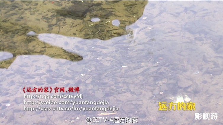 江河万里行第269集远方的家衢州开化县 青蛳,影视