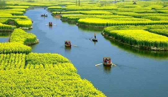 走遍中国太空蔬菜小镇寻兴化垛田镇20150603期,影视