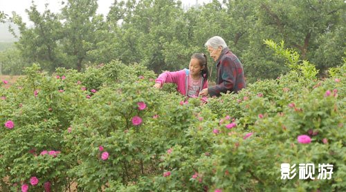 养生玫瑰吸金有术 走遍中国济南平阴县玫瑰花,影视