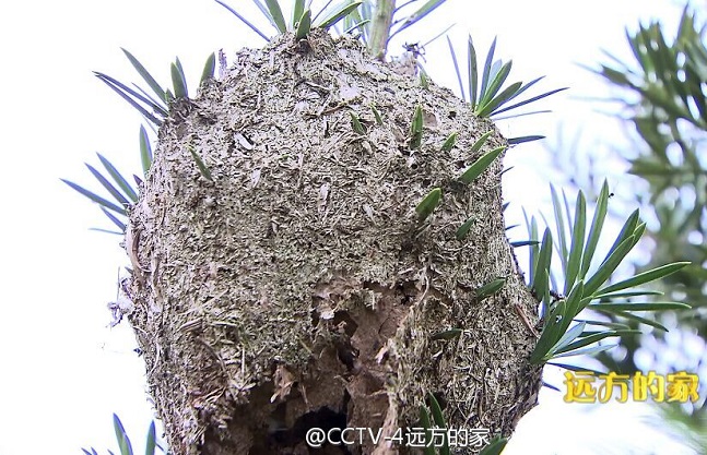 再见江河第13集远方的家珠江—南国母亲河,影视