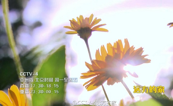 远方的家暑假去游学之植物园探宝 古莲子 皂荚,影视