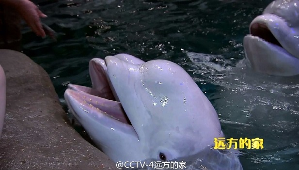 青岛海昌极地海洋世界-远方的家暑假去游学,影视