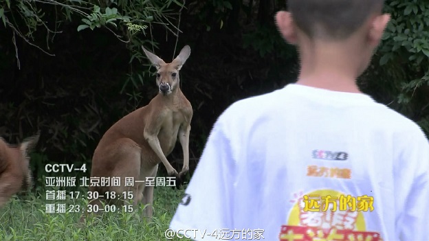 远方的家暑假去游学动物园奇遇记 杭州野生动物,影视