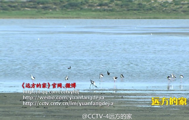 远方的家暑假去游学之奔跑在内蒙古大草原,影视