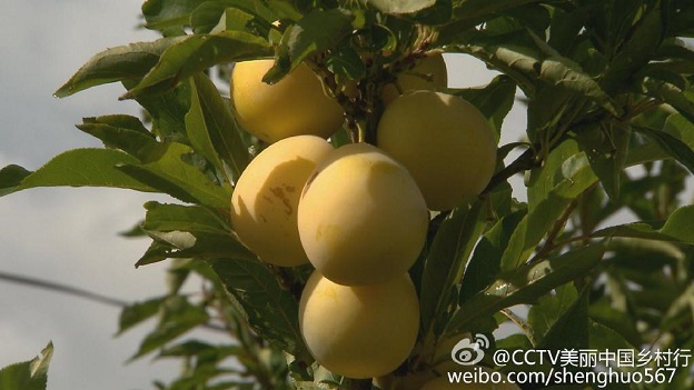 走遍中国到伏龙山去寻鲜-吉林市松原市伏龙山,影视