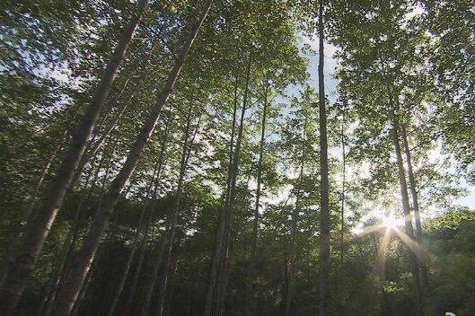 走遍中国到伏龙山去寻鲜-吉林市松原市伏龙山,影视