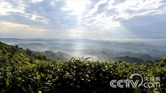 走遍中国养生藏茶的奥秘 四川雅安藏茶,影视