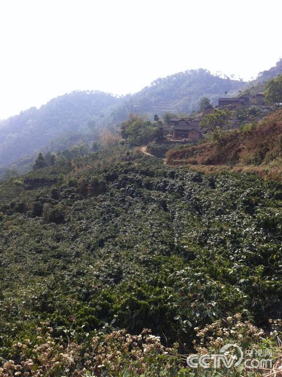 走遍中国小粒咖啡-云南保山小粒咖啡,影视