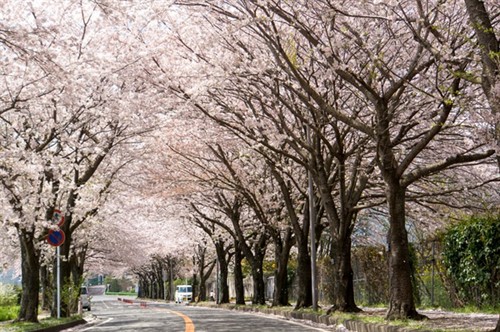 《海街日记》外景拍摄地：千年古城-日本镰仓市,影视