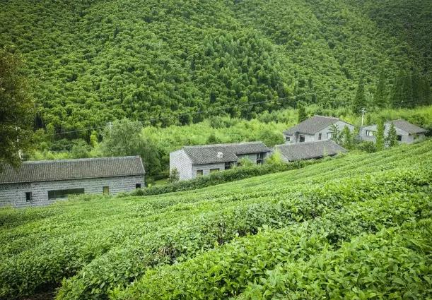 清境原舍-莫干山清境原舍民宿：湖州德清莫干山清境原舍民,影视