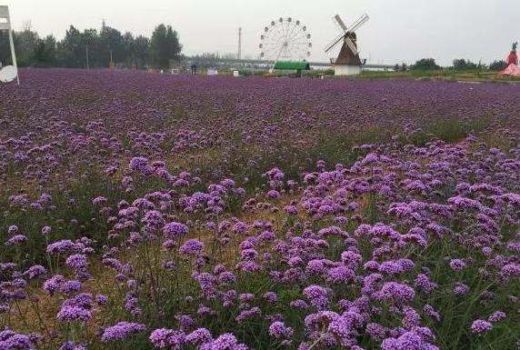 洛阳民宿-薰衣草庄园木屋酒店：洛阳中国薰衣草庄园景区内民宿,影视