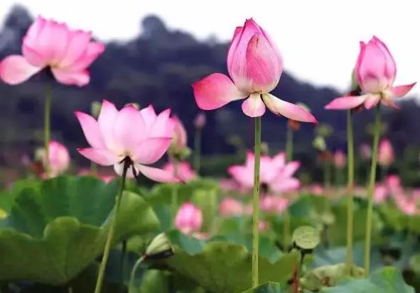 夷陵木鱼人家民宿：宜昌夷陵区新场村木鱼人家民宿,影视