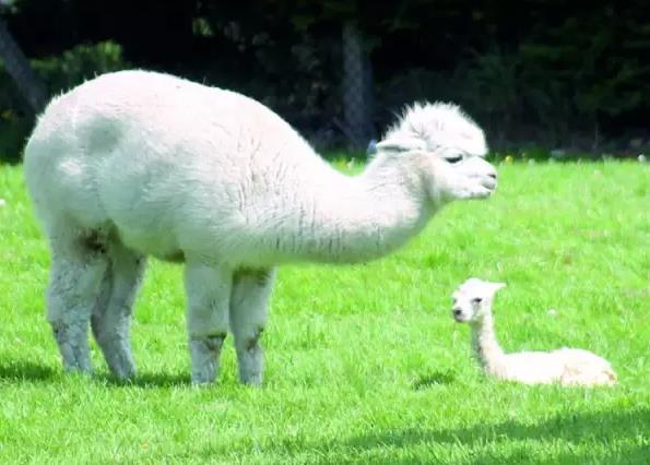 英国民宿：SouthHouse Alpacas,nearEvesham,Worcestershire地址：South H,影视