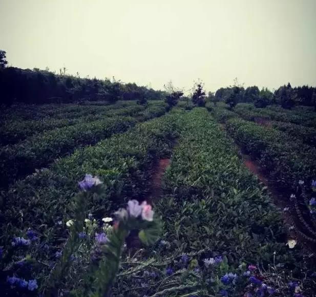 雲过山丘民宿：日照阳光海岸吴家台村海滨民宿-雲过山丘,影视