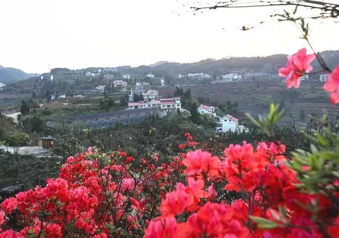 桐梓杉坪村民宿：遵义市桐梓县娄山关街道杉坪村民宿-黔北花海,影视