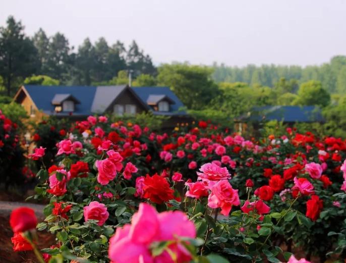 南京玫瑰园民宿：南京市溧水区石湫街道环山河玫瑰园民宿,影视