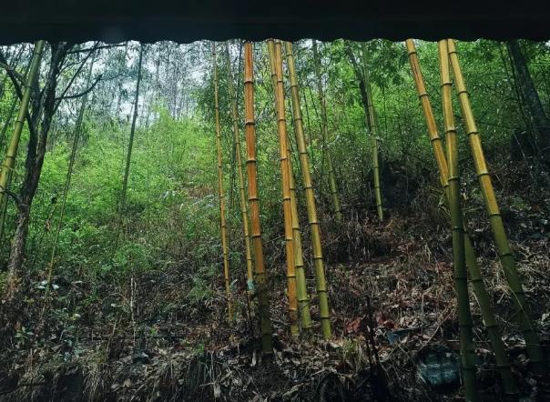 太白民宿鳌山湑水生态园：宝鸡太白县黄柏塬镇高家坝村鳌山湑水,影视