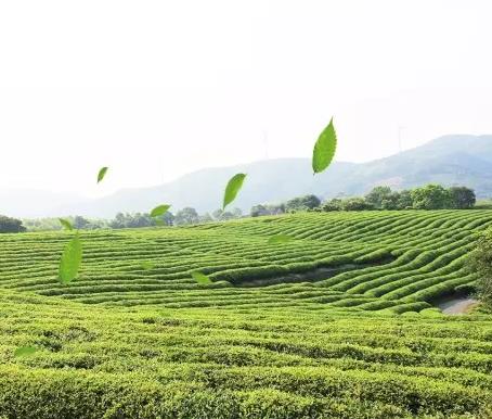 宁海一市镇民宿-卧龙山庄民宿：宁波宁海县削壁岭卧龙山庄民宿,影视