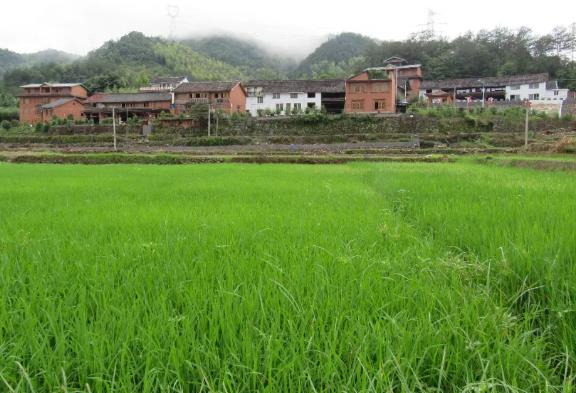 泰顺凤栖谷艺术民宿村：温州泰顺竹里畲族乡民宿凤栖谷,影视