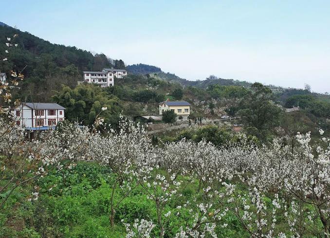 渝北两生花民宿：重庆市渝北区玉峰山两生花民宿,影视