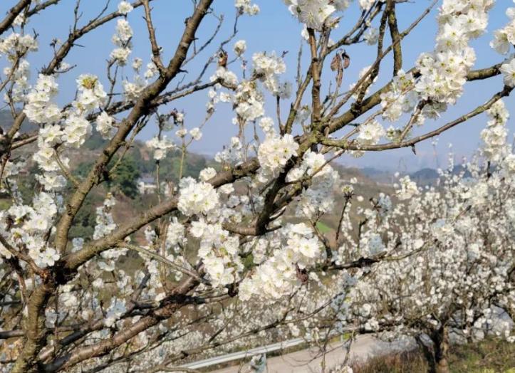 渝北两生花民宿：重庆市渝北区玉峰山两生花民宿,影视