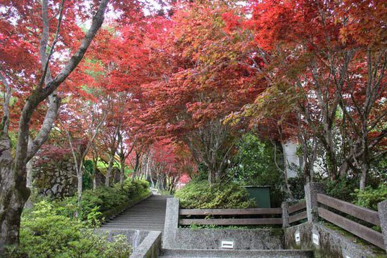 枫叶红了 台湾22个美丽赏枫地大盘点