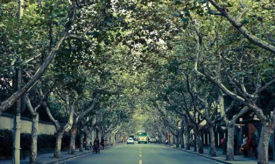 在上海遇见秋天 寻找上海最美的小马路