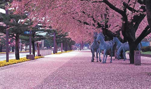 日本旅游  2015年樱花花期预测 樱花什么时候开,影视