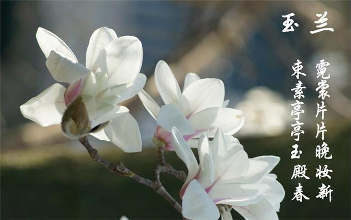 昆明赏花之旅 七彩云南,影视