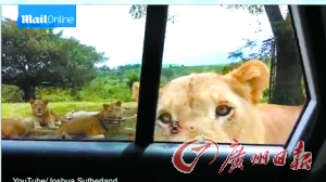 非洲旅游时车窗没关 狮子乘虚而入跳上车,影视