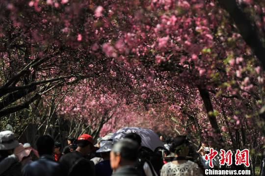 清明出游 国内十大旅游胜地 西湖 苏州等,影视