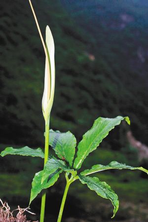 春天踏青注意路边的野菜别乱采 小心有毒！,影视