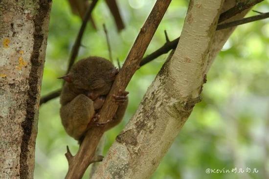 菲律宾国宝 世界上最小的猴子Tarisier 眼镜猴,影视