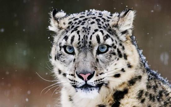 雪域高原上特有的珍稀动物，你知道多少？
