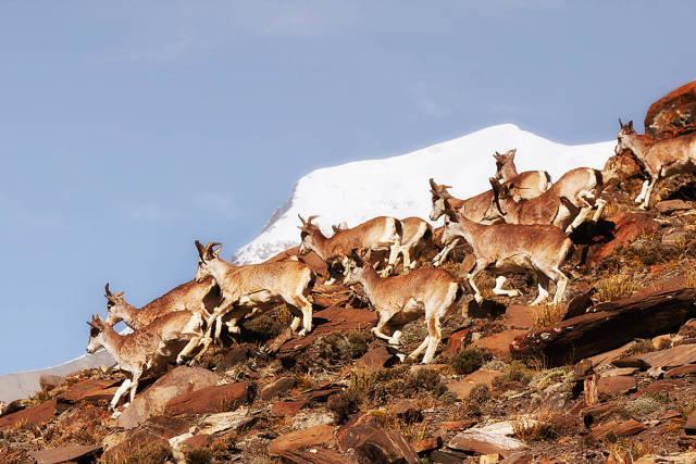 青藏高原特有的珍稀动物 岩羊 雪豹 猞猁等,影视