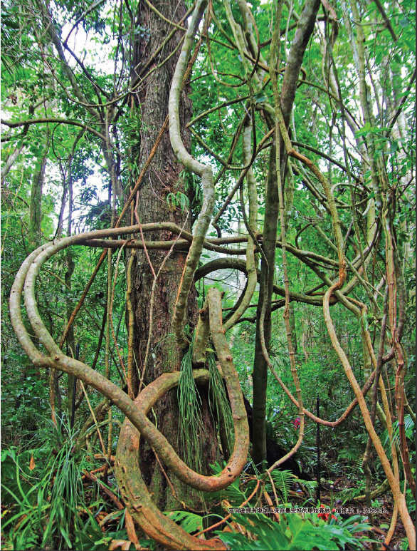 巴西亚马逊：雨林深处的动植物世界,影视