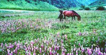 重庆夏季旅游推荐之大官山：巫溪县大官山,影视