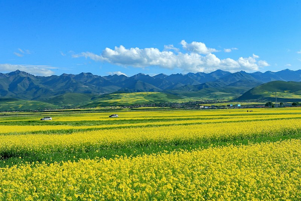 七月门源 百里花海 青海门源县油菜花海,影视