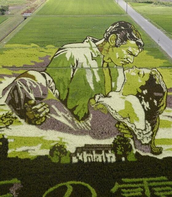 日本青森县田舍馆村稻田艺术:各色水稻水田作画,影视