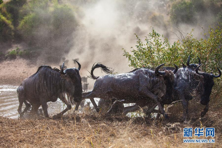 肯尼亚马赛马拉国家公园 天国之渡百万角马迁徙,影视