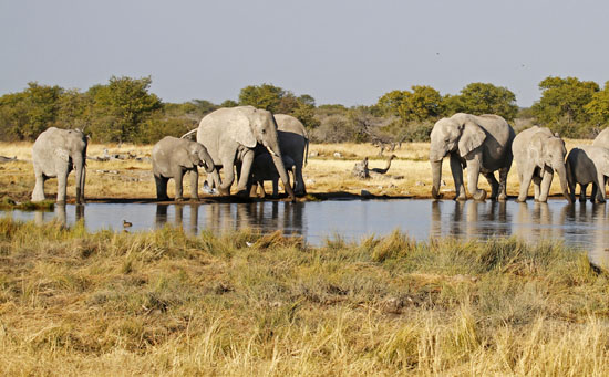 纳米比亚最著名的旅游景点 埃托沙国家公园,影视