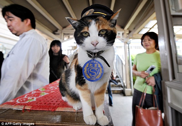 重回正轨！日本传奇猫站长“后继有猫”,影视