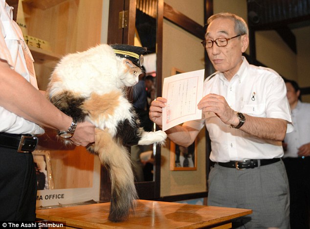 重回正轨！日本传奇猫站长“后继有猫”,影视